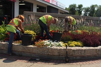 crew planting flowers